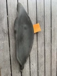 1997-2004 Porsche Boxster Convertible Top Motor Cover Right 98656144602 Oem. Fixed Price $39.95.