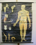 Wall Picture Skeleton Man 114X162CM 1965 Vintage Chart. Fixed Price $190.01.